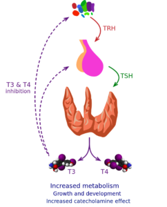 ¿Cansancio, frío o niebla mental? Puede ser hipotiroidismo 1 Thyroid vector.svg